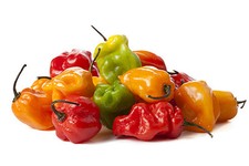 25 graines de Piment Antillais Habanero Méthode BIO seeds légumes potager