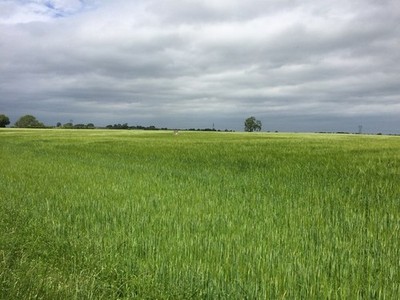 Foto 6x4 Erntefeld neben Fordoles Head Lane Maltby\/SK5292 The trig p c2017