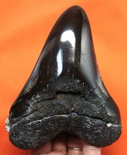 MEGALODON SHARK TOOTH - STUNNING REAL FOSSIL 4.86