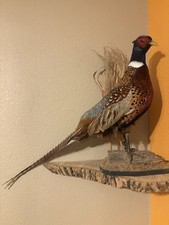 South Dakota, Wild Ringneck Pheasant Mount Standing Position