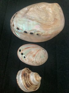 Natural Iridescent Abalone Shells 1 Large, 1 small) + Turban Beachy Decor