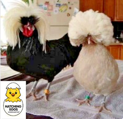 5+ FERTILE CHICKEN PUREBRED POLISH HATCHING EGGS QUICK SHIP USPS PRIORITY MAIL