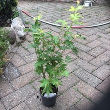 Acer Palmatum Going Green Japanese Maple Garden Plant. (B)