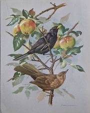 SALE! Vintage bird book plate print, basil ede, blackbird
