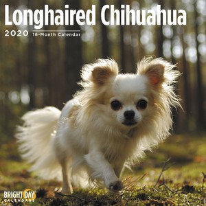 2020 Longhaired Chihuahua 16 Month 12 X 12 Wall Calendar Small