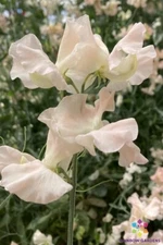 50+ Castlewellan Sweet Pea Seeds for Garden Planting - USA - FREE SHIPPING!