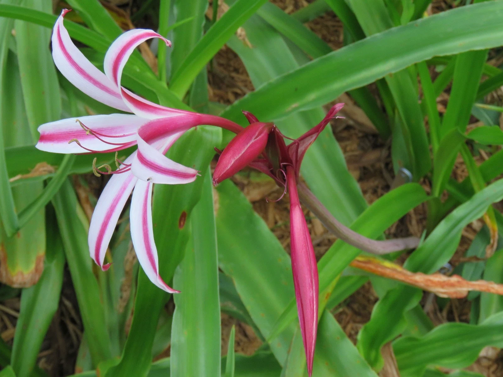 Crinum Lily - Thumbnail 5