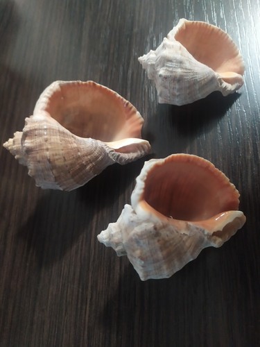 Rapan SET 3 Pcs. Shell natural, Black Sea Odessa - Picture 4 of 12