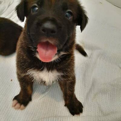 german shepherd cross retriever puppies