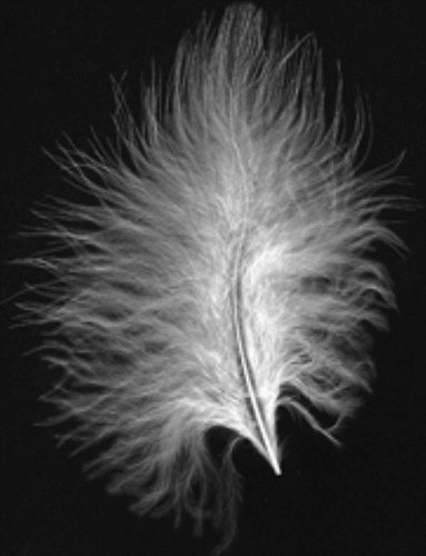 Small Marabou Feathers 10 - 15cm x Packet 20 Lovely and Soft - Picture 2 of 3