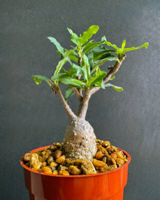 wie lange dauert es bis ein bonsai wächst Seedeo® Chinesisches Ulme (Ulmus parvifolia) Bonsai 35 Samen