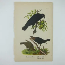 Bird Litho Print American Crow & Cow bird After John James Audubon Antique 1890