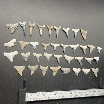 #ad COLORFUL SHARK TOOTH LOT SOUTH FLORIDA SHARK TEETH GROUPING $14.99