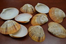 10 PCS VENUS CLAM POLISHED SEA SHELL BEACH DECOR 2 1/2" - 3" #7914