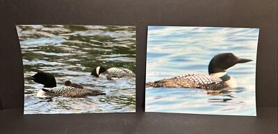 Common Loon Photograph Print 2 pcs. Bird Water Wildlife Photo, 8x10