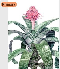 Aechmea Fasciata Bromeliad AKA Silver Vase,Silver King SMALL Rooted StarterPlant