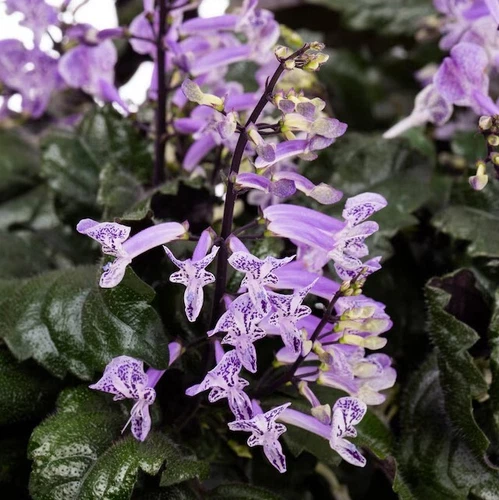 Swedish Ivy - Thumbnail 5