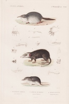Musaraigne Spitzmaus shrew Maus Mäuse mouse engraving Stahlstich Cuvier 1849