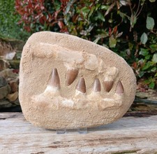 Fossil Mosasaur Jaw Dinosaur Teeth double composite 