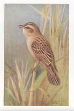 Birds - Sedge Warbler - c1940's artistic postcard by Roland Green