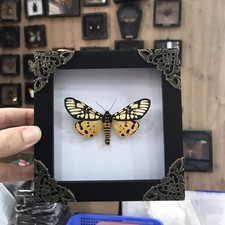 Real Framed Yellow Tiger Moth Taxidermy Aglaomorpha Plagiata Shadow Box Decor