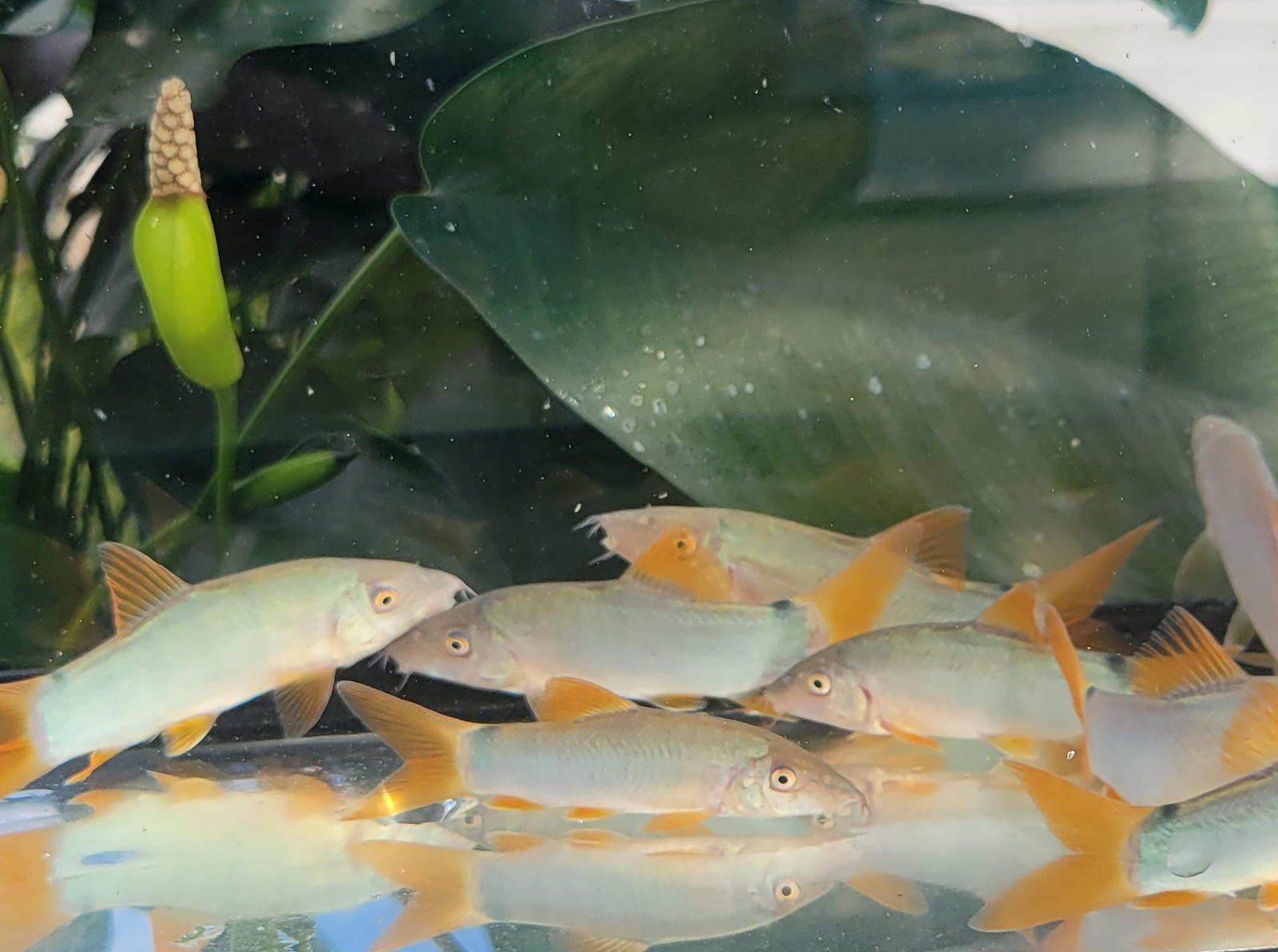 Red-Tailed Loach- Botia modesta