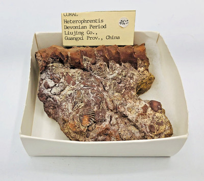 Rugose Horn Coral Fossil Heterophrentis Devonian Rare Paleozoic Marine Specimen