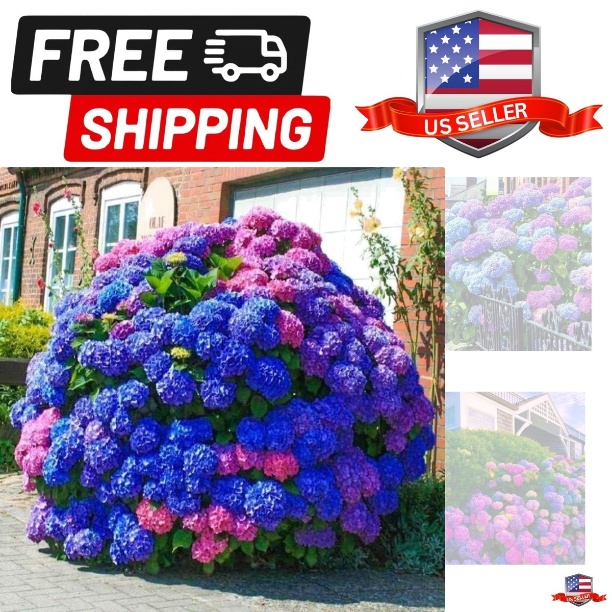 35pcs Blue Pink Purple Hydrangea Seeds - Stunning Perennial