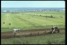 262090 Farmland A4 Photo Print