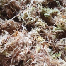 Sphagnum Moss for Reptiles Vivarium Terrarium Frogs Snakes Geckos Insectsdirect