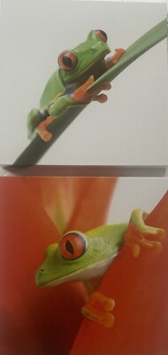 eurographics Mega Frosch   Bilder auf Holz Sofort Zum Aufhängen 20 X 20 cm  