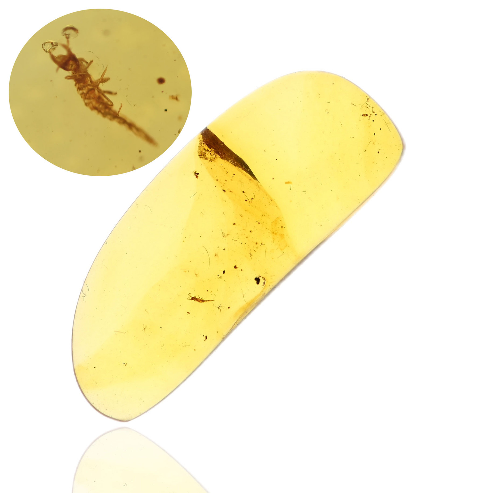 Rare Neuroptera Lacewing Larva, Fossil insect inclusion in Burmese Amber