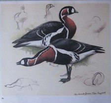 Sch&ouml;ne Tunnicliffe Vogel Aufdruck ~ Rot Reihig G&auml;nse