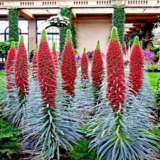 20 TOWER OF JEWELS SEEDS (Echium Wildpretii) Hummingbird Garden Flower Plant