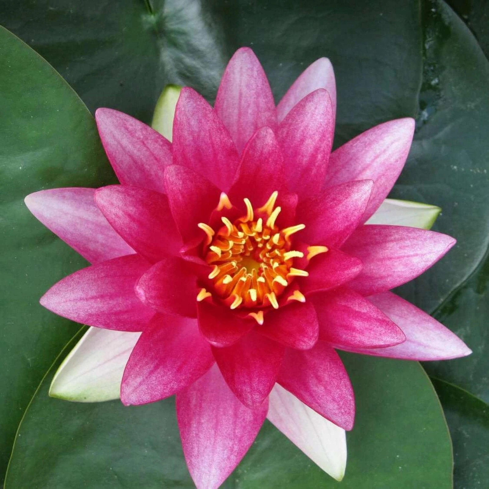 Chalily Water Lily - Thumbnail 3