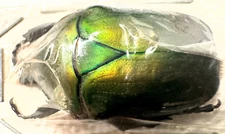 Cetoniinae Torynorrhina distincta A1 MorF from THAILAND - #0186