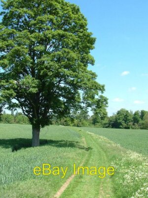 Photo 6x4 Second Tree Brackley/SP5837 Second of the two lone trees on th c2007