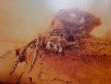 Baltischer Bernstein mit Inkluse (Insekt, Spinne), weitere Inserate vorhanden