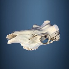 448SKU Crane de cerf, bois de cerf, massacre, trophée, Diametre 42-42mm 