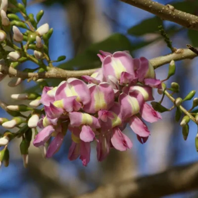 Samen Gliricidia, Madre de Cacao – Gliricidia sepium - Bild 1 von 4