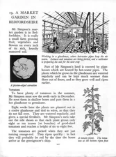 A MARKET GARDEN IN BEDFORDSHIRE GREENHOUSE LETTUCE c 1965 ART ILLUSTRATION PRINT