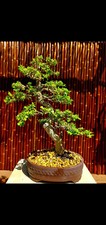 Japanese Boxwood Bonsai Exquisite - Must-Have! 26