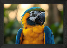 Blue and Gold Macaw Portrait Framed Wall Art Poster Canvas Print Picture