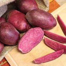 Simply Seed - 2LB Terra Rosa Seed Potatoes - Gourmet Fingerlings