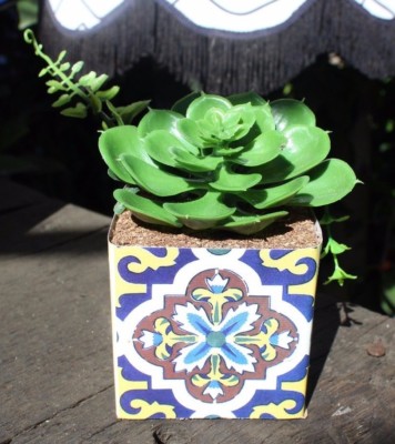purslane plant seeds Bulk Purslane Seeds - Green