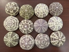 12 PCS PURPLE GREEN ALFONSO URCHIN SEASHELL WEDDING FAVOR DECOR NAUTICAL 2"