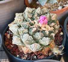 Ario-fissus. 10.5 Cm Dia. showing in a 5” pot Rare !! Flowering Now.