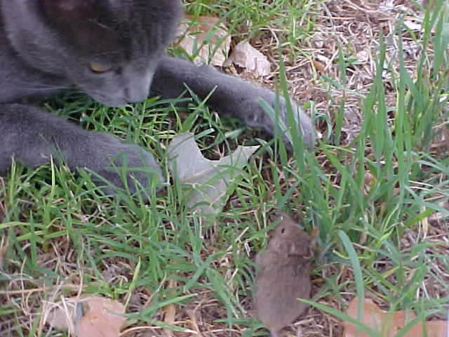 1000  CAT DOG OAT WHEAT RYE GRASS SEED Digestive Aid Bird Rabbit Turtle Squirrel