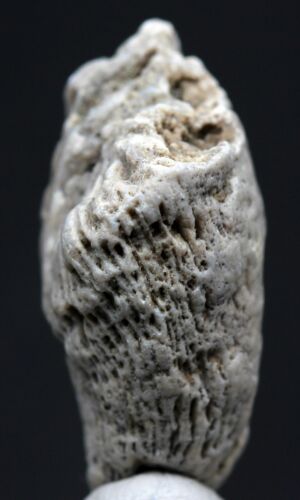 FÓSIL DE CORAL CUERNO Mineral Natural Fosilizado Océano De Colección Espécimen Muestra de Roca - Imagen 4 de 4