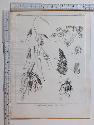 um 1780 ANTIKER DRUCK ~ BOTANIK ~ VERSCHIEDENE BEISPIELE VON PFLANZEN